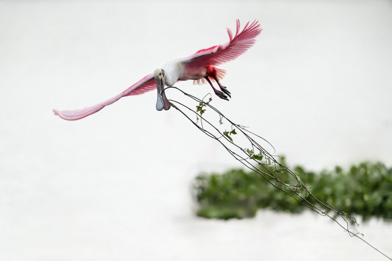 Roseate-Spoonbill-3200-carrying-large-vine-_A936387Stick-Marsh-Fellsmere-FL-Enhanced-NR