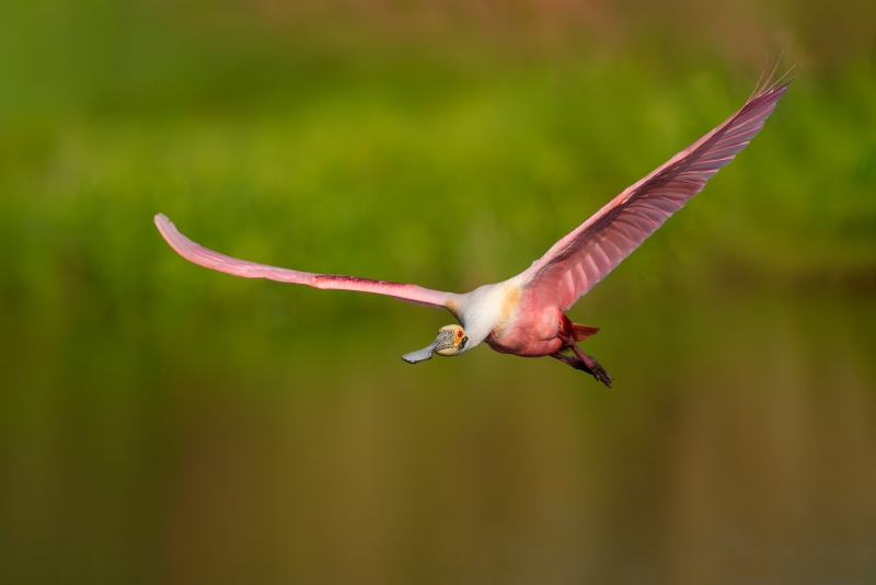 Roseate-Spoonbill-3200-in-flight-300mm-2X-_A938247-Stick-Marsh-Fellsmere-FL-Enhanced-NR