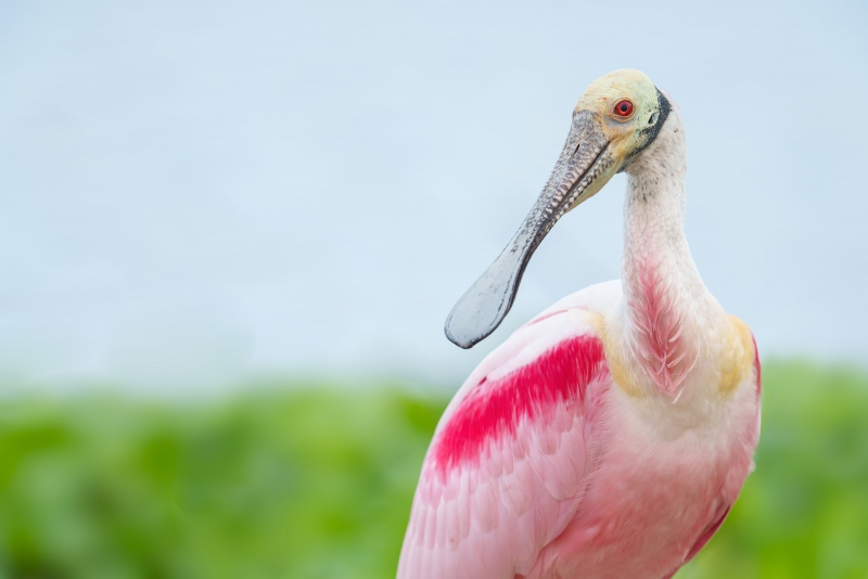 Roseate-Spoonbill-3200-looking-back-_A1G7951-Stick-Marsh-Lakeland-FL-Enhanced-NR