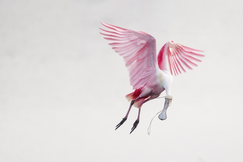 Roseate-Spoonbill-3200-turning-in-flight-_A936703Stick-Marsh-Fellsmere-FL-Enhanced-NR