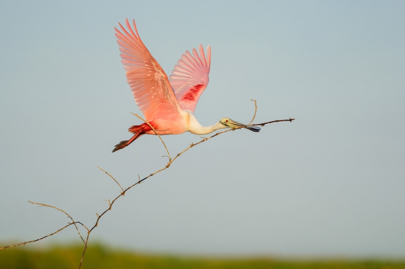 Roseate-Spoonbill-3200-with-nesting-material-_A936429-Stick-March-Fellsmere-FL-Enhanced-NR