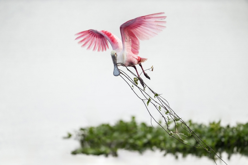 Roseate-Spoonbill-3200-with-vine-for-nest-_A936377Stick-Marsh-Fellsmere-FL-Enhanced-NR