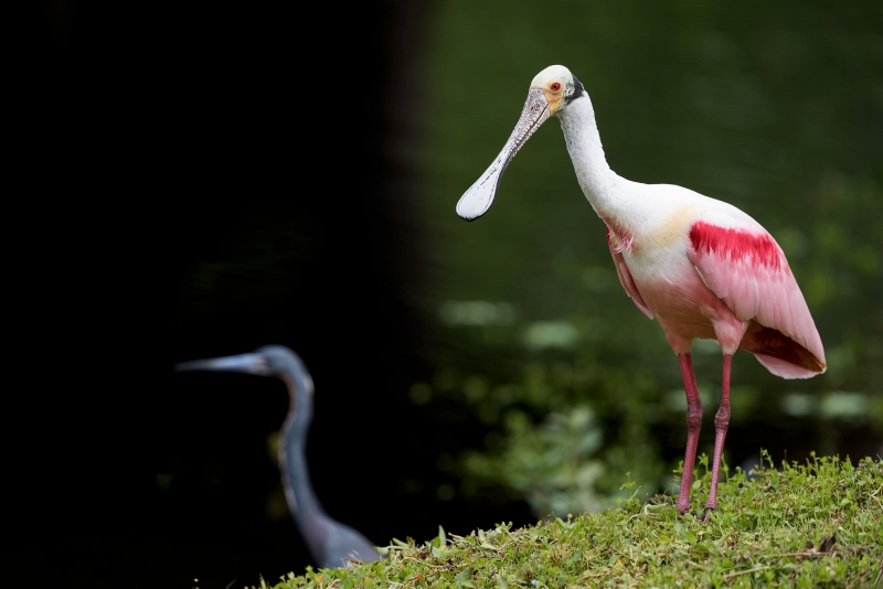 Roseate-Spoonbill-and-Tricolored-Heron-32-in-ditch-_A936477Indian-Lake-Estates-FL-Enhanced-NR