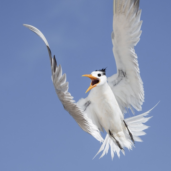 Royal-Tern-2400-screaming-in-flight-_A1B0647-Jacksonville-FL-Enhanced-NR