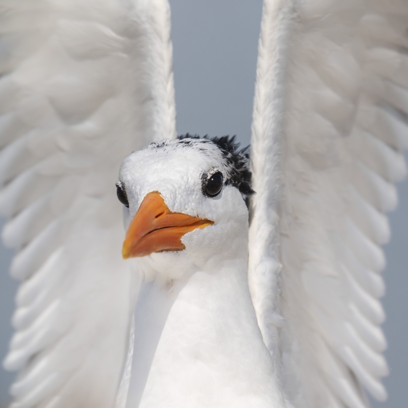 Royal-Tern-2400-w-wings-raised-_A1B5012-Jacksonville-FL-Enhanced-NR