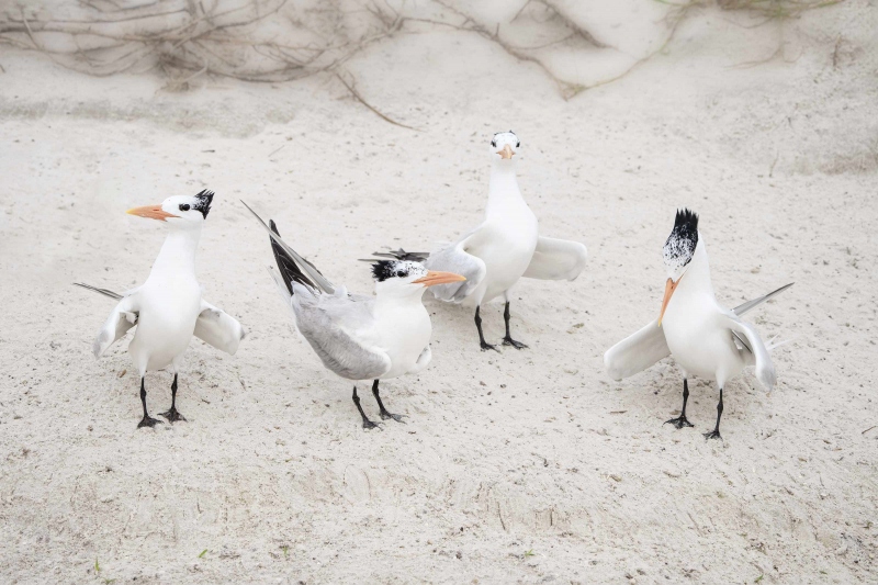Royal-Tern-3200-coffee-klatch-_A1B8853-Jacksonville-FL