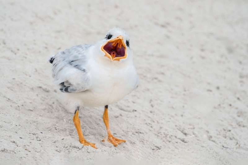 Royal-Tern-3200-large-chick-begging-_A1B8834-Jacksonville-FL-Enhanced-NR