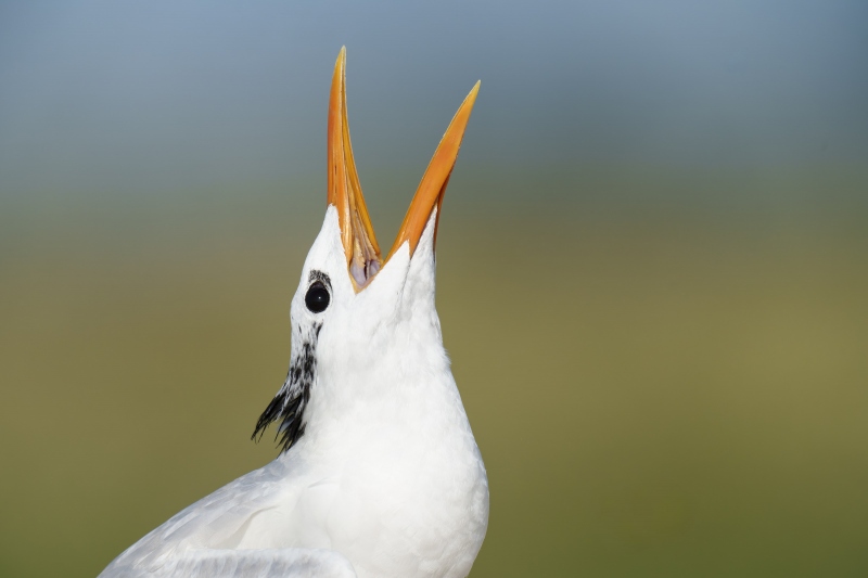 Royal-Tern-3200-post-breeding-adult-calling-_A1B6496-Jacksonville-FL-Enhanced-NR