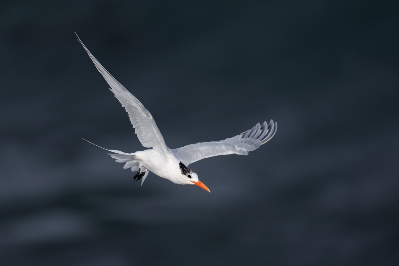 Royal-Tern-in-flight-3200-against-face-of-breaking-wave-_A1G6772-La-Jolla-CA-Enhanced-NR