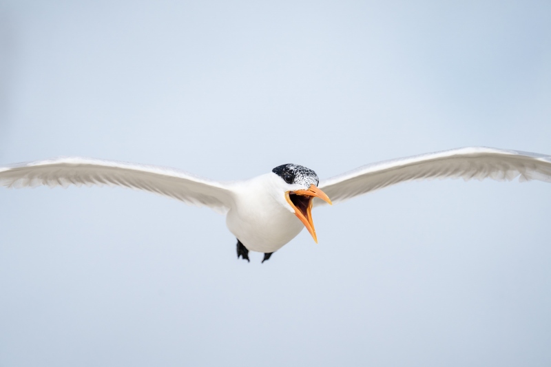 Royal-Tern-tight-flight-screaming-_A1B9207-Jacksonville-FL-Enhanced-NR