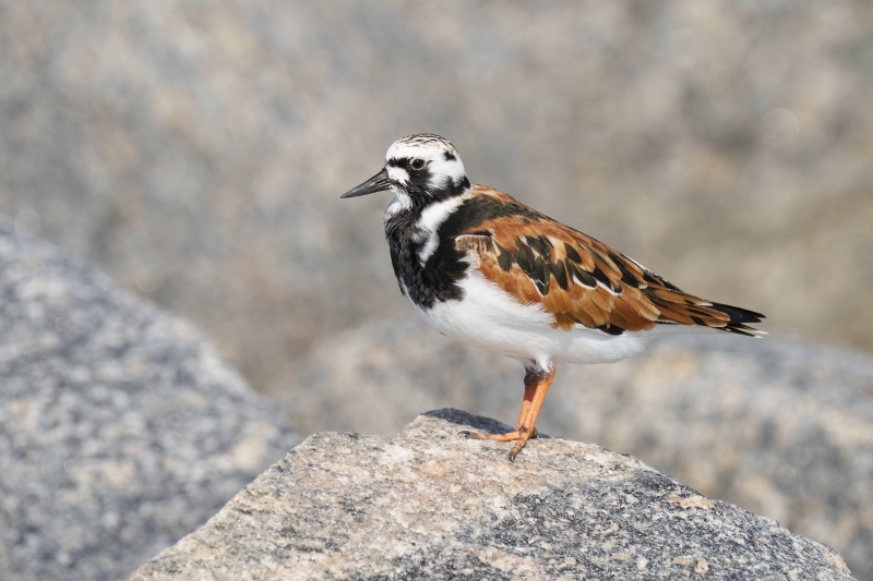 Ruddy-Turnstone-200-breeding-plumage-_A1G7347-Fort-DeSoto-Park-Tierra-Verde-FL-Enhanced-NR