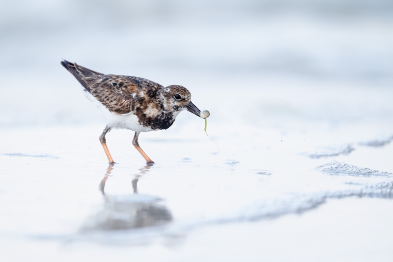 Ruddy-Turnstone-3200-non-breeding-with-small-clam-_A937243-Fort-DeSoto-Park-FL-Enhanced-NR