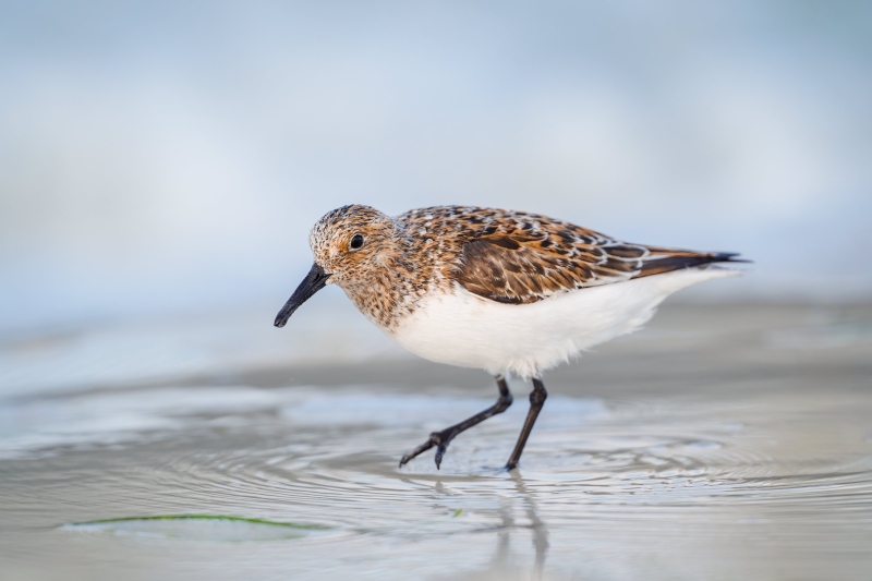 Sanderliing-3200-motling-into-breedng-plumage-_A936732-Fort-DeSoto-Park-FL-Enhanced-NR