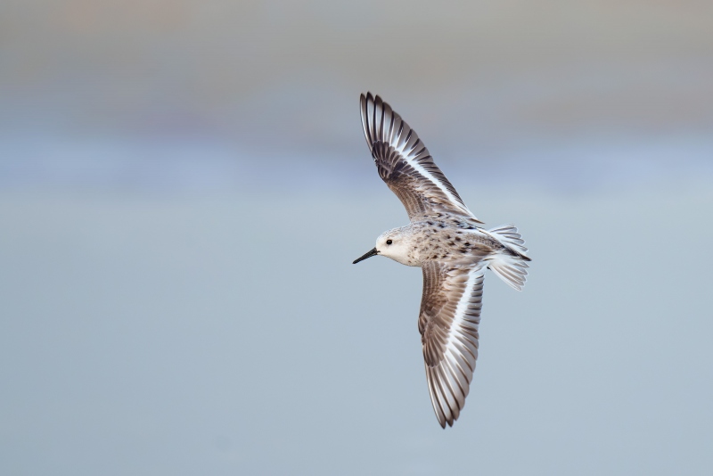 Sanderling-3200-in-flight-_A1G9978-Fort-DeSoto-Park-FL-Enhanced-NR