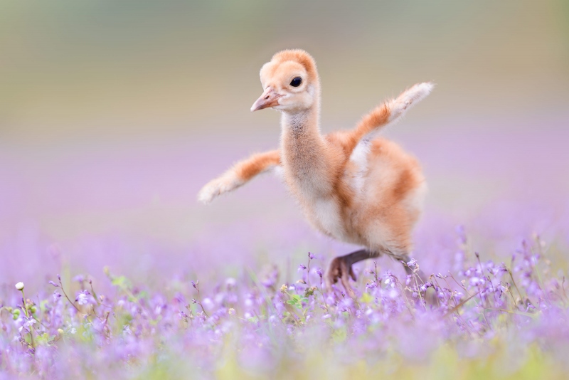 Sandhill-Crane-3200-IMPR-chick-4-days-old-running-_A939278-Indian-Lake-Estates-FL-Enhanced-NR