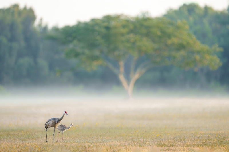 Sandhill-Crane-3200-adult-and-youg-bird-scape-_A1G9181-Indian-Lake-Estates-FL-Enhanced-NR