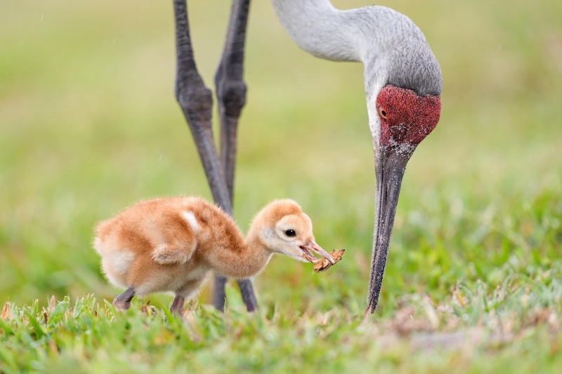 Sandhill-Crane-3200-adult-feeding-mole-cricket-to-chick-_A931717-Indian-Lake-Estates-FL