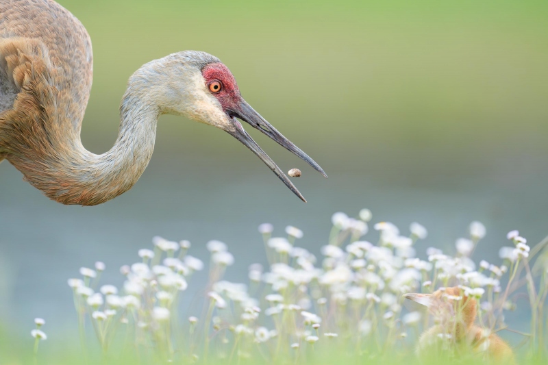 Sandhill-Crane-3200-adult-with-snail-for-chick-_A934964Indian-Lake-Estates-FL-Enhanced-NR