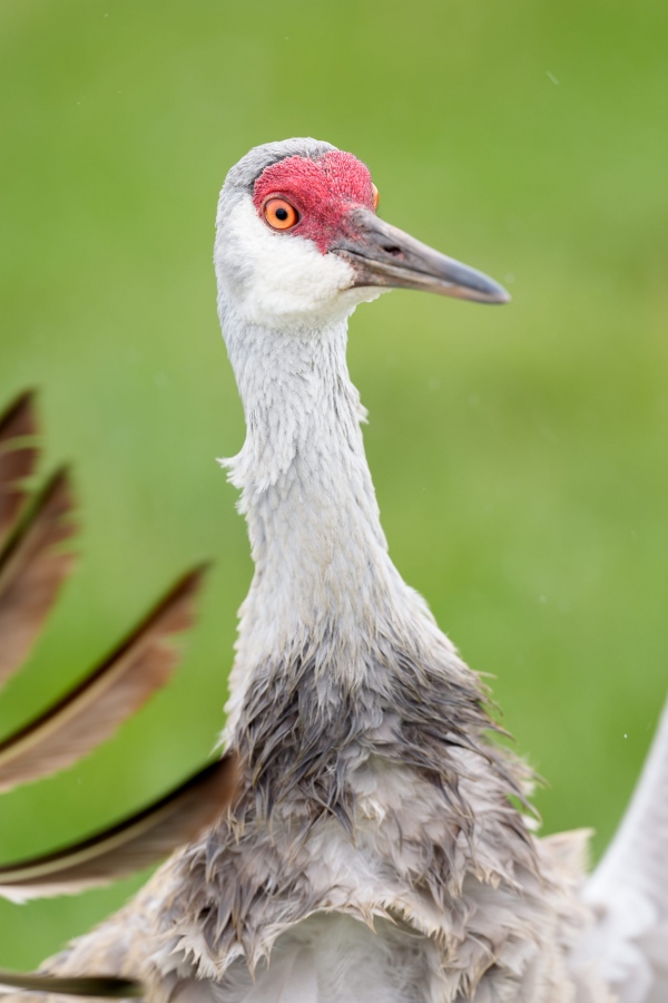 Sandhill-Crane-3200-audlt-ruffling-_A933520Indian-Lake-Estates-FL-Enhanced-NR