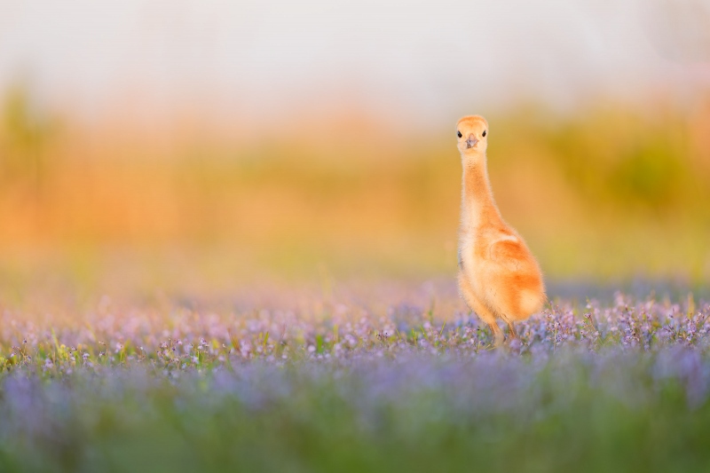 Sandhill-Crane-3200-chick-in-early-morning-light-ith-purple-flowers-_A938145-Indian-Lake-Estates-FL-Enhanced-NR