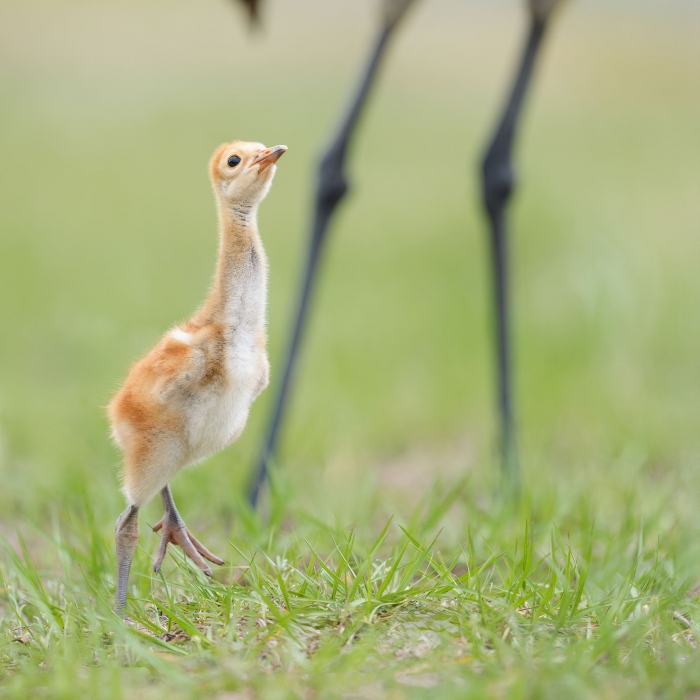 Sandhill-Crane-3200-chick-reaching-for-tidbit-from-parent-_A933943Indian-Lake-Estates-FL-Enhanced-NR