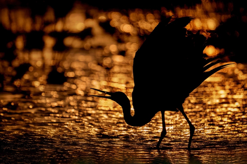 Sandhill-Crane-3200-displaying-strong-backlight-_A935394-Indian-Lake-Estates-FL-Enhanced-NR