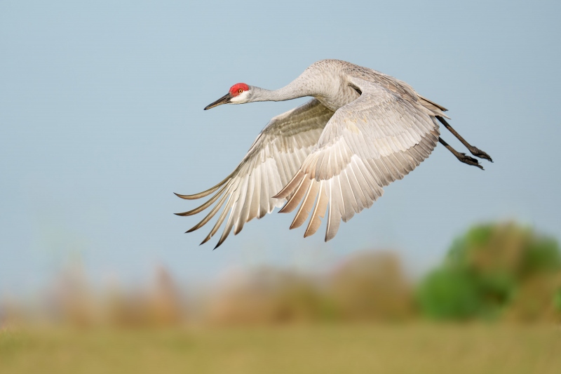 Sandhill-Crane-3200-in-flight-full-downstroke-_A1G4606-Indian-Lake-Estates-FL-Enhanced-NR