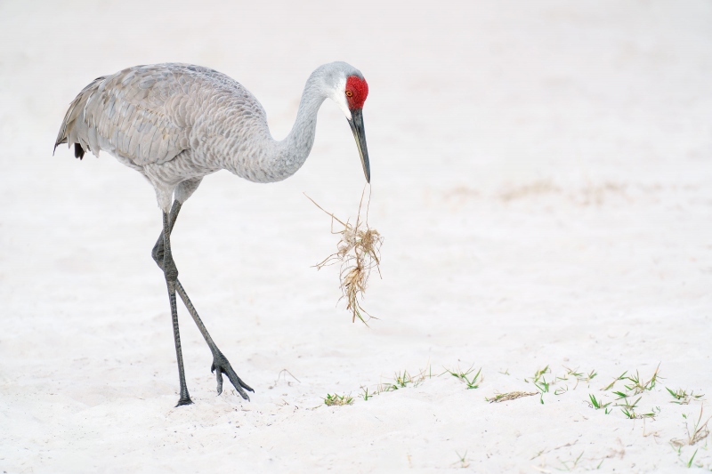 Sandhill-Crane-3200-with-dried-grasses-_A1G3282-Indian-Lake-Estates-FL-Enhanced-NR