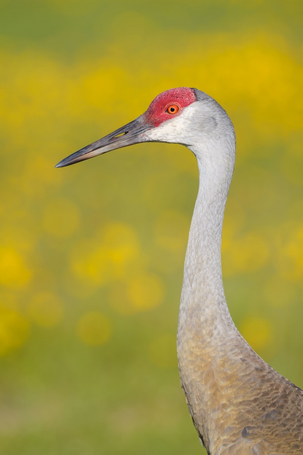 Sandhill-Crane-3200-with-yellow-flower-background-_A930127-Indian-Lake-Estates-FL-Enhanced-NR