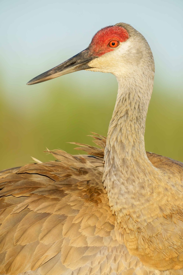 Sandhill-Crane-3200.-post-preening-pose-_A1G8225-Indian-Lake-Estates-FL-Enhanced-NR