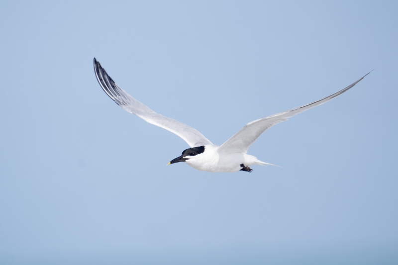 Sandwhich-Tern-3200-in-flight-_A939929-Fort-DeSoto-Park-FL-Enhanced-NR