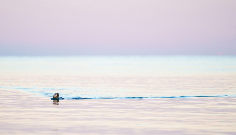 Sea-Otter-3200-in-pink-pre-dawn-light-_A1G0981-Kachemak-Bay-AK-Enhanced-NR