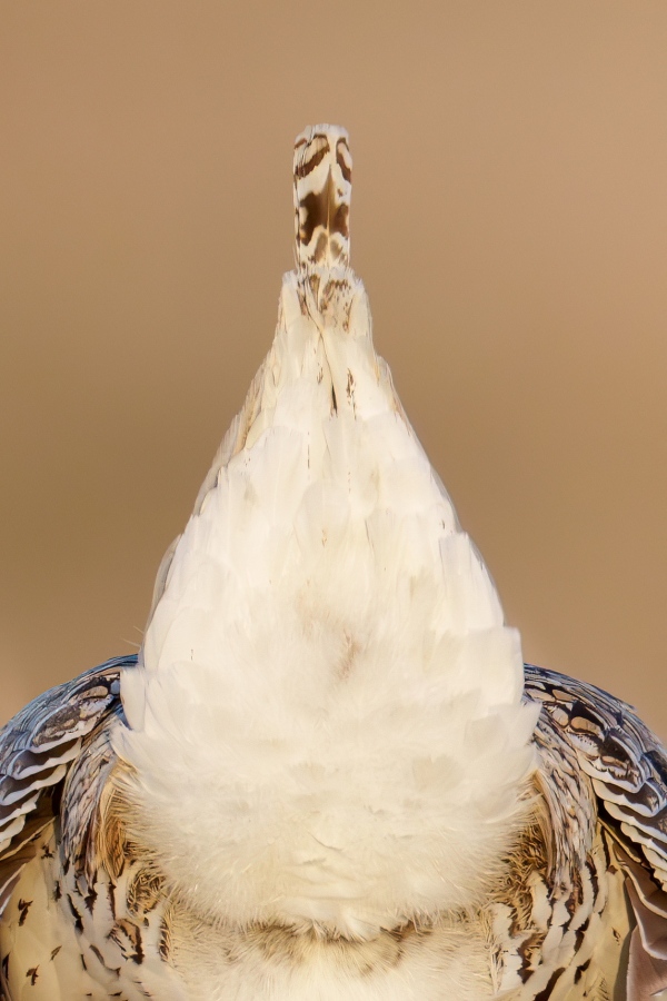 Sharp-tailed-1400.-Grouse-tail-_A1G2081-Enhanced-NR