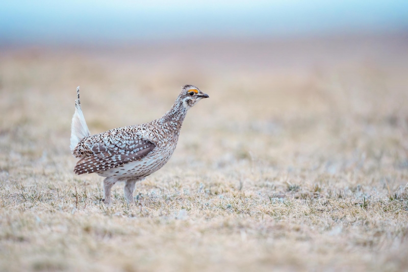 Sharp-tailed-Grouse-3200-AVG-BLUR-CB-pre-dawn-_A930477-Washburn-ND-Enhanced-NR