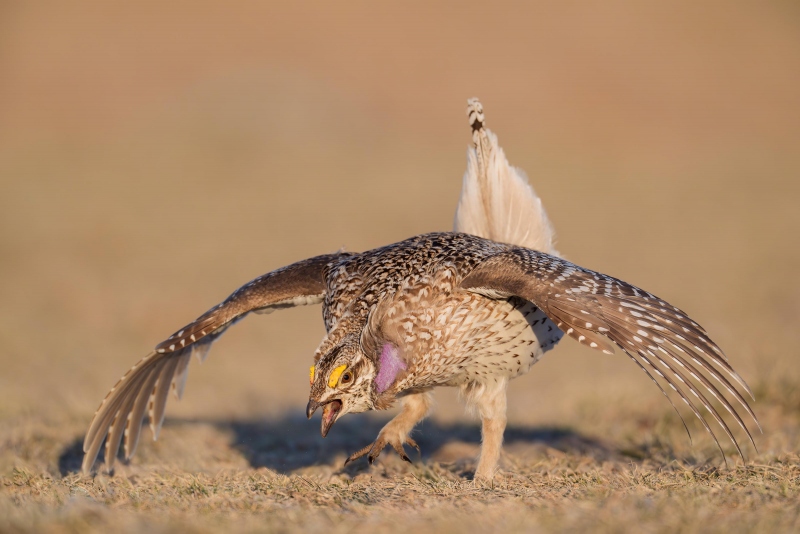 Sharp-tailed-Grouse-3200-displaying-_A930630-Bismarck-ND-Enhanced-NR