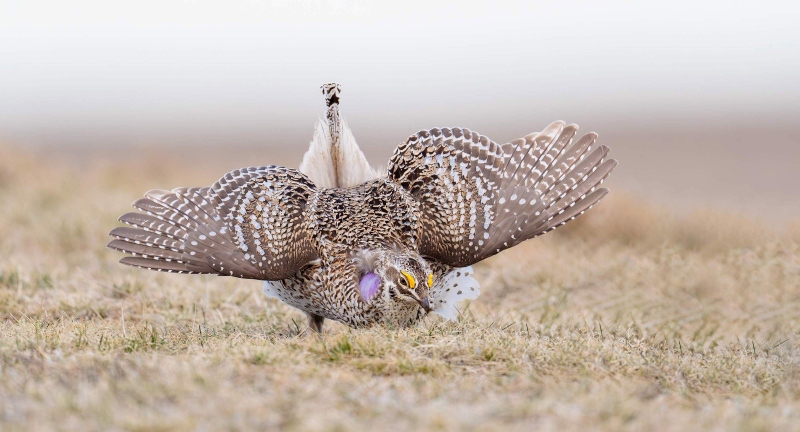 Sharp-tailed-Grouse-3200-displaying-_A933324-Washburn-ND-Enhanced-NR