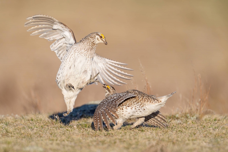 Sharp-tailed-Grouse-3200-squabble-_A937831-Bismarck-ND-Enhanced-NR