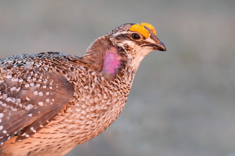 Sharp-tailed-Grouse-3200-tight-face-_A933674-Bismarck-ND-Enhanced-NR