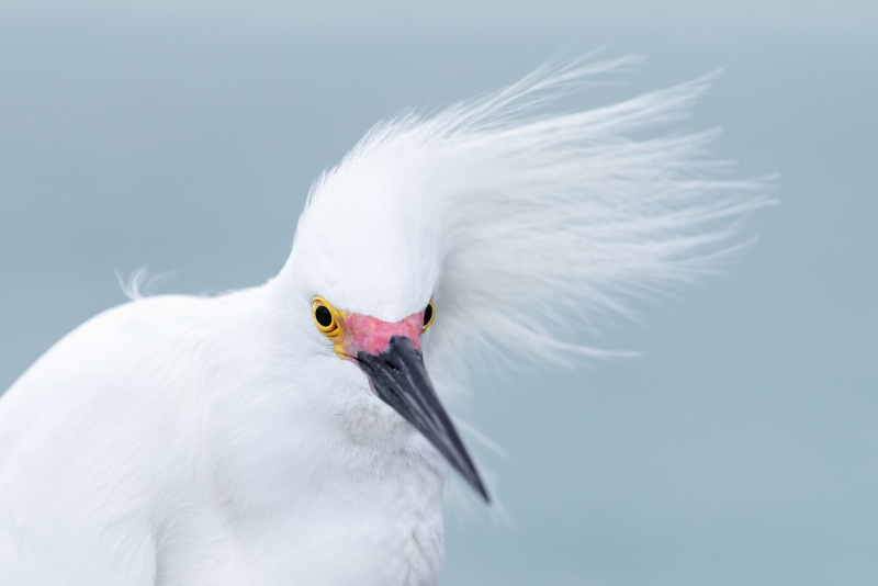 Snow-Egret-3200-with-crest-blowing-_A1G7192Fort-DeSoto-Park-Tierra-Verde-FL-