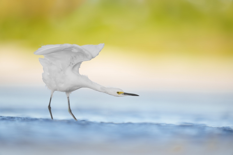 Snowy-Egret-3200-stretching-_A1G6278-Sebastian-Inlet-FL-Enhanced-NR