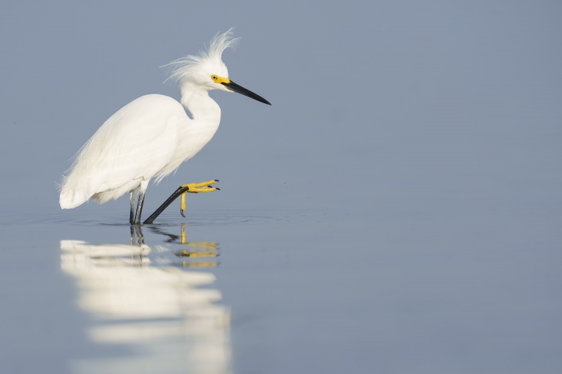 Snowy-Egret-3200-with-crest-raised-_A1G4030-Fort-DeSoto-Park-Tierra-Verde-FL-Enhanced-NR