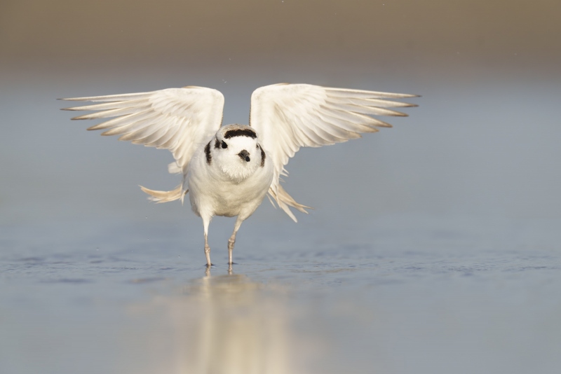 Snowy-Plover-3200-male-flapping-after-bath-_A1G5458-Fort-DeSoto-Park-Tierra-Verde-FL-Enhanced-NR