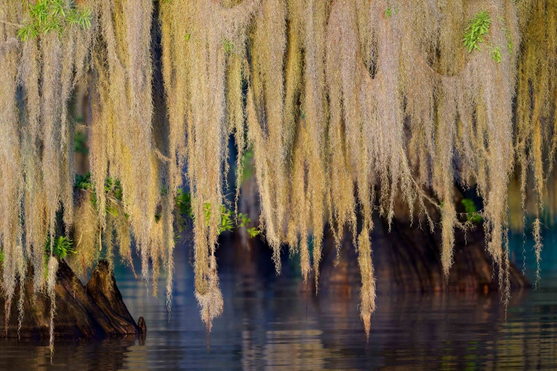 Spanish-Moss-3200-on-Cypress-Tree-_A935400-Lake-Blue-Cyrpess-FL-Enhanced-NR