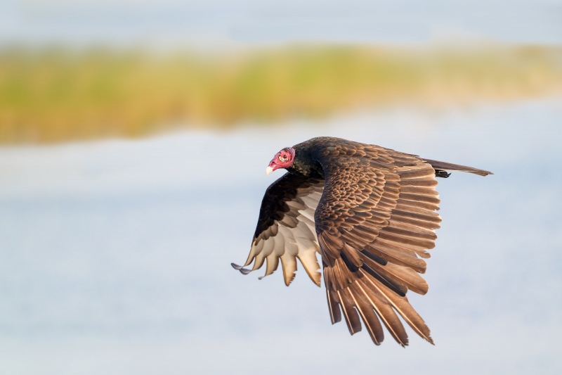 Turkey-Vulture-f-3200-light-full-downstroke-_A939616Indian-Lake-Estates-FL-Enhanced-NR