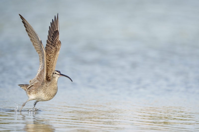 Whimbrel-3200-taking-flight-_A1G9766-Fort-DeSoto-Park-Tierra-Verde-FL-Enhanced-NR