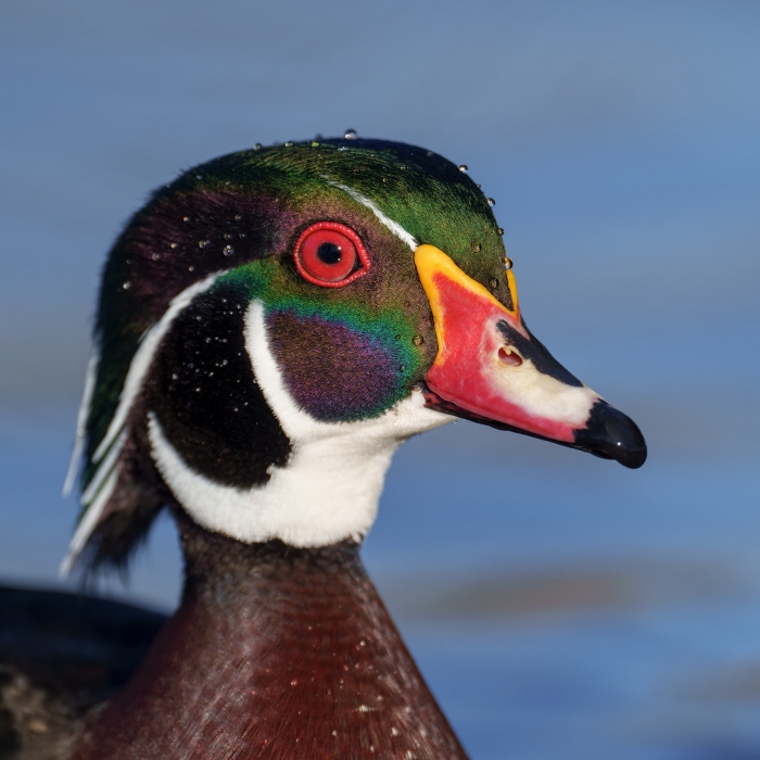 Wood-Duck-2400-drake-TIGHT-HEAD-_A1G7475-Santee-Lakes-Regional-Park-CA-Enhanced-NR