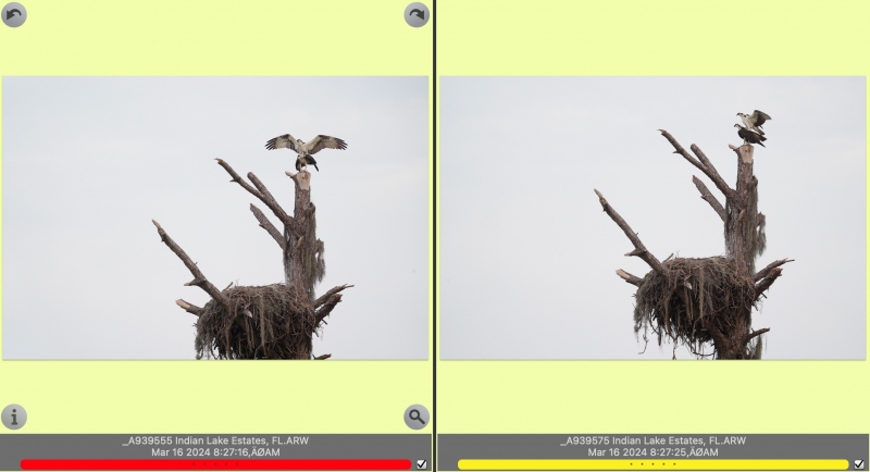 both-osprey-nest-shots