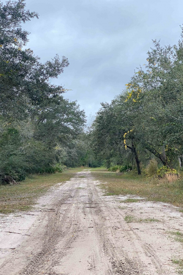 dirt-road-yelloe-leaves-IMG_2804