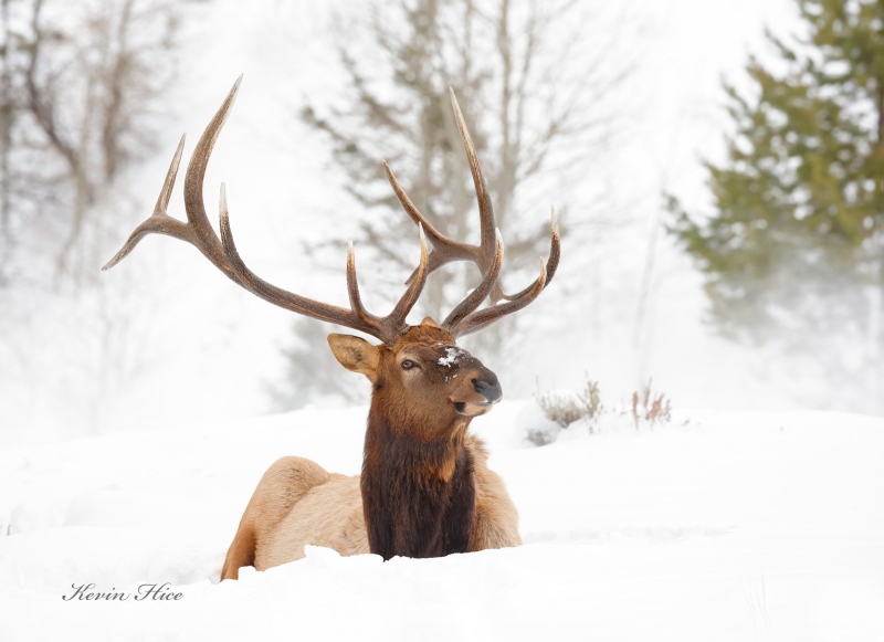 elk-_V2A4843-1st-Edit-Dpp-4.jpg-Fb-copy-Arties-copy