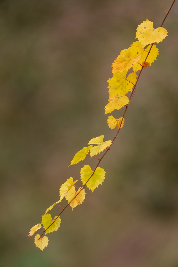 fall-color-leaves-3200-_A1G2418-Indian-Lake-Estates-FL